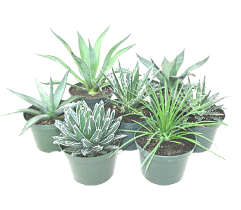 Agave Assortment